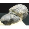 Trilobites reedops-cephalotes  -