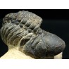 Trilobites reedops-cephalotes  -