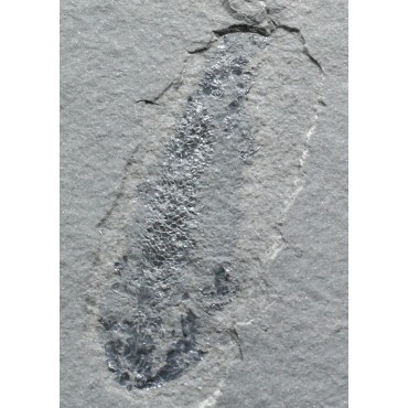 Osteolepis macrolepidotus