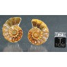 Ammonite fosil cleoniceras