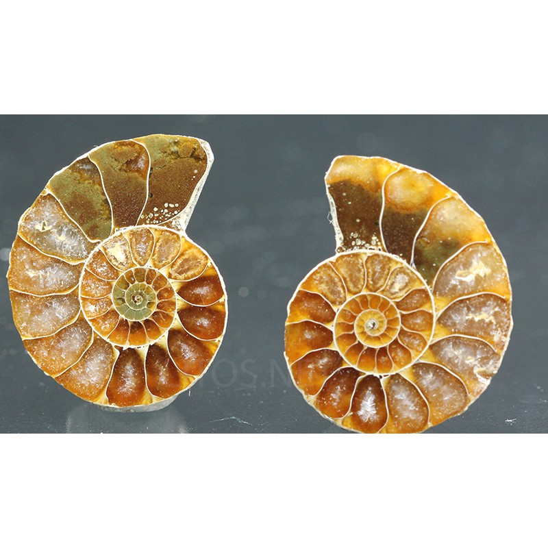 Ammonite fosil cleoniceras