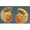 Ammonite fosil cleoniceras