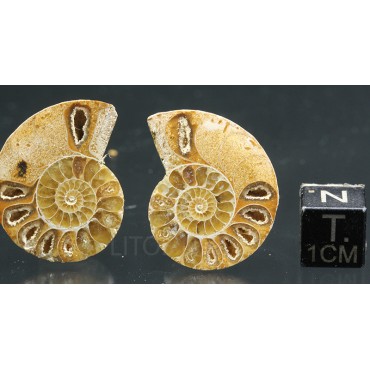 Ammonite fosil cleoniceras