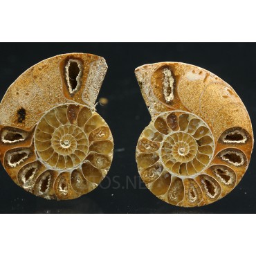 Ammonite fosil cleoniceras