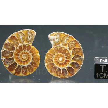 Ammonite fosil cleoniceras