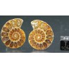 Ammonite fosil cleoniceras