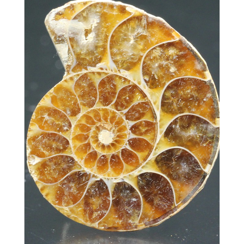 Ammonite fosil cleoniceras