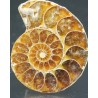 Ammonite fosil cleoniceras