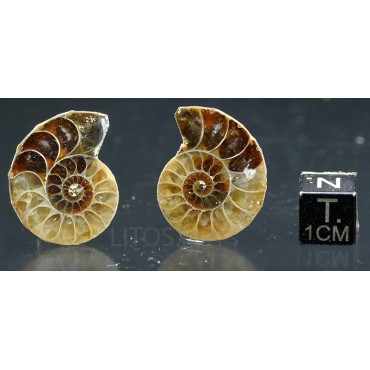 Ammonite fosil cleoniceras