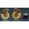 Ammonite fosil cleoniceras