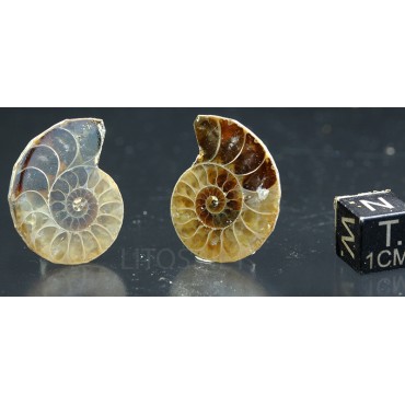 Ammonite fosil cleoniceras