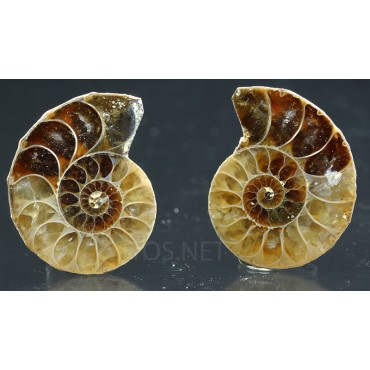 Ammonite fosil cleoniceras