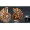 Ammonite fosil cleoniceras