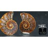 Ammonite fosil cleoniceras