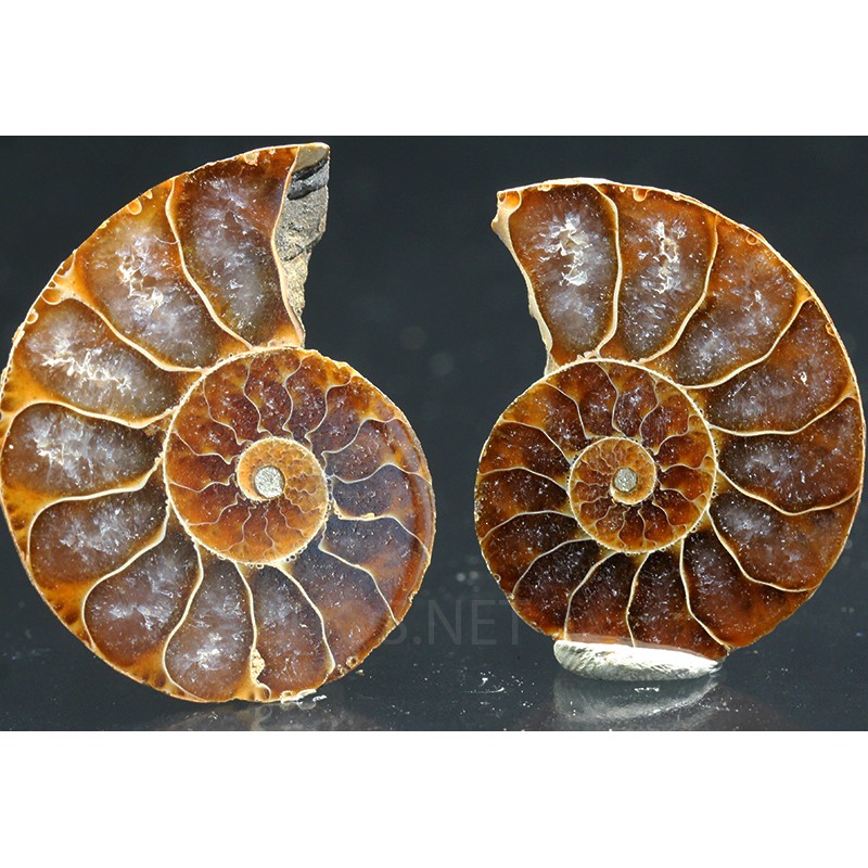 Ammonite fosil cleoniceras