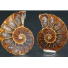 Ammonite fosil cleoniceras