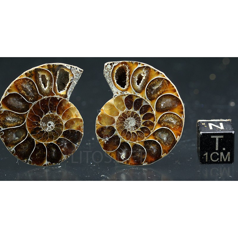 Ammonite fosil cleoniceras