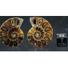 Ammonite fosil cleoniceras