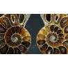 Ammonite fosil cleoniceras