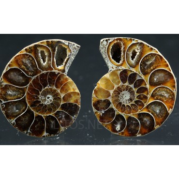 Ammonite fosil cleoniceras