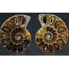 Ammonite fosil cleoniceras