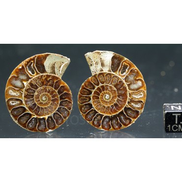 Ammonite fosil cleoniceras