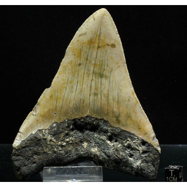 Carcharocles megalodon fosil