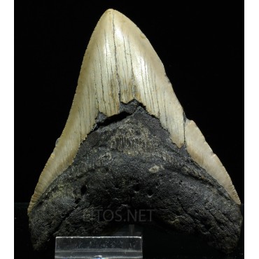 Carcharocles megalodon fosil