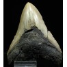 Carcharocles megalodon fosil