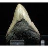 Carcharocles megalodon fosil