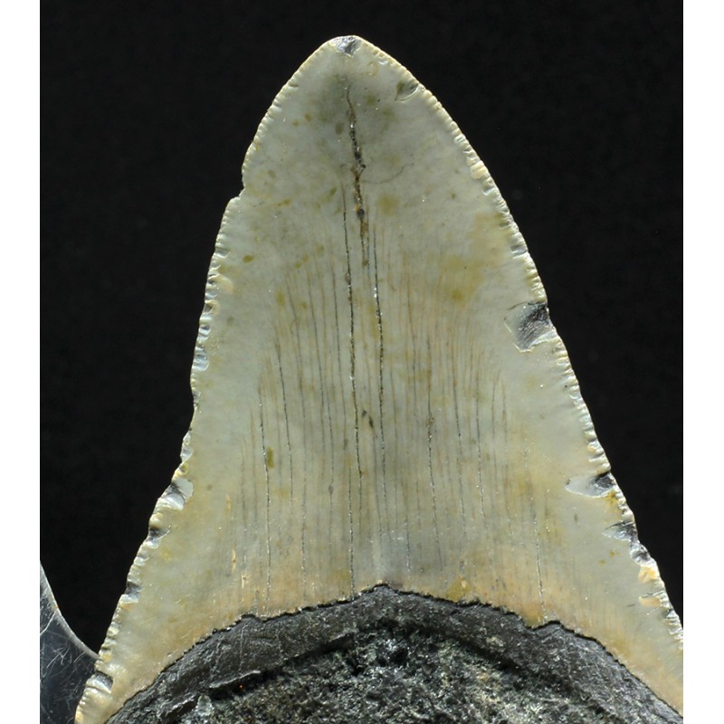 Carcharocles megalodon fosil