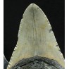 Carcharocles megalodon fosil