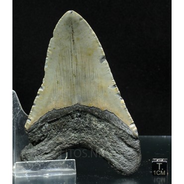 Carcharocles megalodon fosil