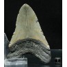 Carcharocles megalodon fosil