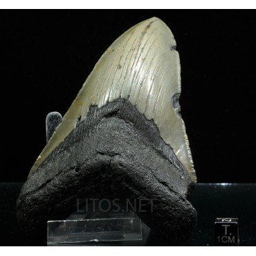 Carcharocles megalodon fosil