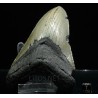 Carcharocles megalodon fosil